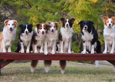 Best Dog Boarding North Brisbane
