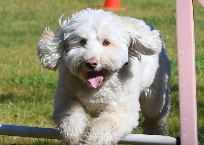 Dog Agility Frisbee Training Brisbane