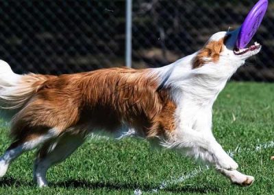 Dog Frisbee Training Brisbane