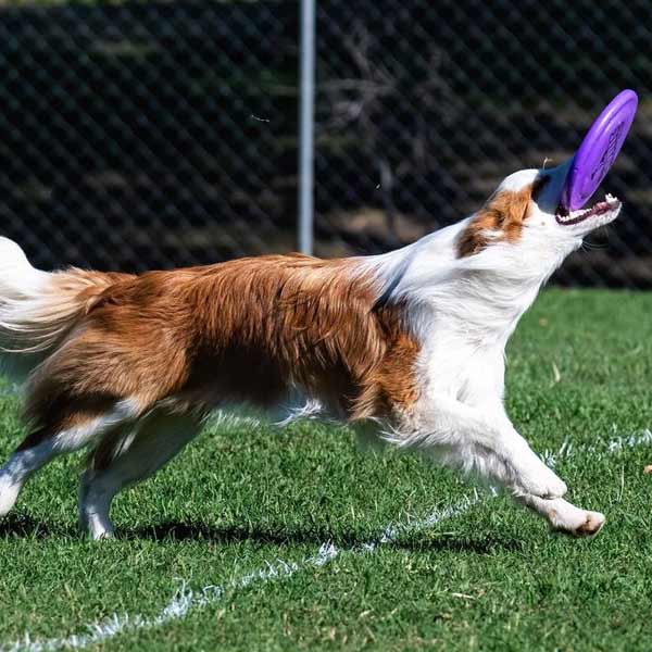 Dog Frisbee Training Brisbane