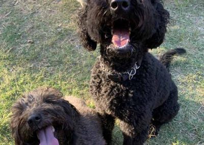 Dog Pampering Samford