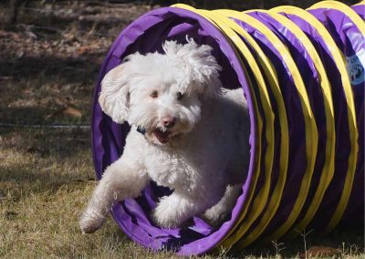 Dog Training Samford