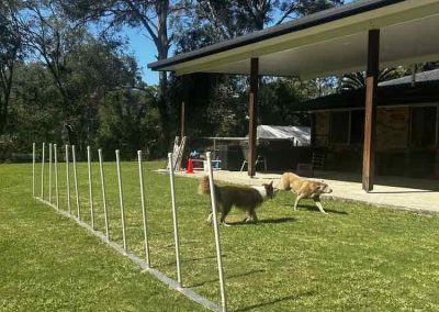 Expert Dog Trainer North Brisbane 1