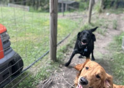Expert Dog Trainer North Brisbane 2