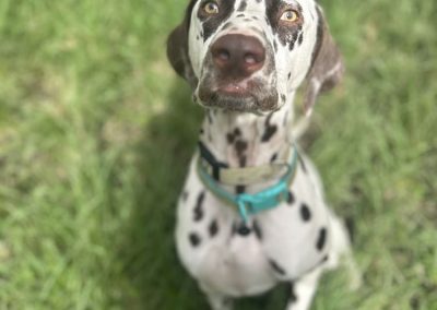 Expert Dog Trainer North Brisbane 3