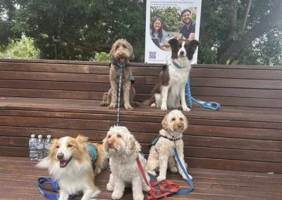 Expert Dog Trainer North Brisbane 4