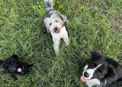 Expert Dog Trainer North Brisbane 5