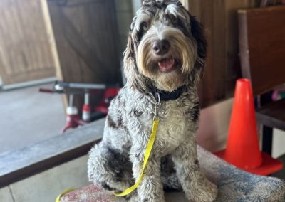 Expert Dog Trainer North Brisbane 6