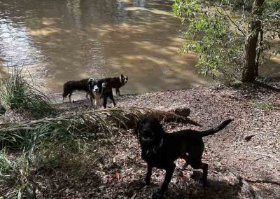 Expert Dog Trainer North Brisbane 7