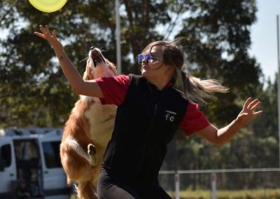 Frisbee Dog Training Brisbane