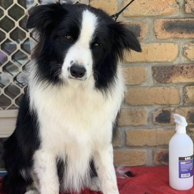 Grooming For Dogs Brisbane