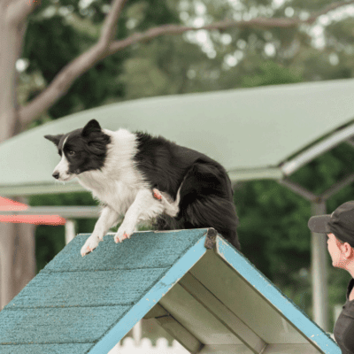 Agility Training Dog Brisbane