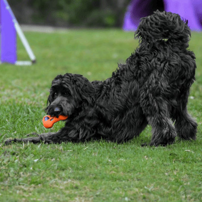 Brisbane Dog Grooming