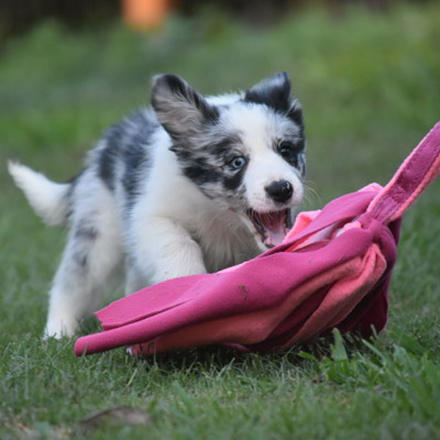 Dog Behaviour Training