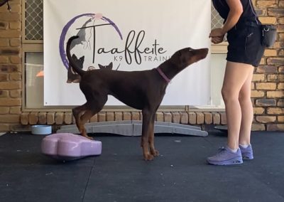 Dog Training Agility Behaviour Sport Samford Brisbane 11