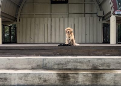 Dog Training Agility Behaviour Sport Samford Brisbane 12