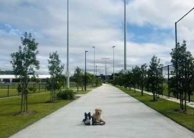 Dog Training Agility Behaviour Sport Samford Brisbane 13