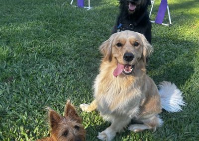 Dog Training Agility Behaviour Sport Samford Brisbane 15