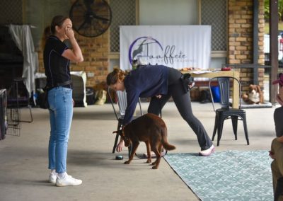 Dog Training Agility Behaviour Sport Samford Brisbane 2