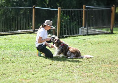 Dog Training Agility Behaviour Sport Samford Brisbane 3