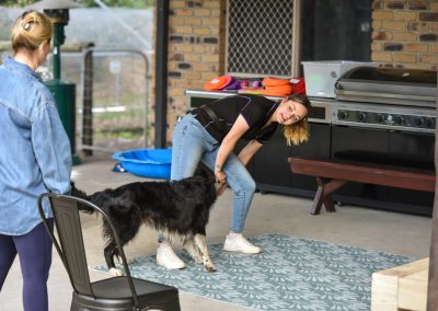 Dog Training Agility Behaviour Sport Samford Brisbane 5