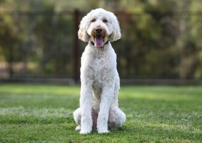 Dog Training Agility Behaviour Sport Samford Brisbane 6