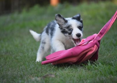 Dog Training Agility Behaviour Sport Samford Brisbane 7