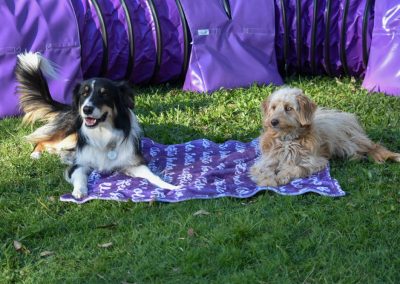 Dog Training Agility Behaviour Sport Samford Brisbane 9