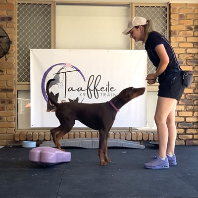 Lodge And Learn Dog Program