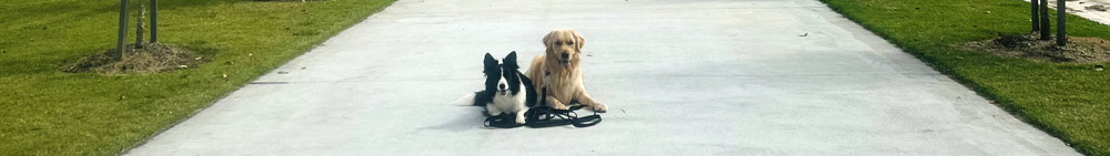 Professional Dog Training Brisbane